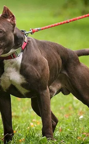 American Pit Bull Terrier