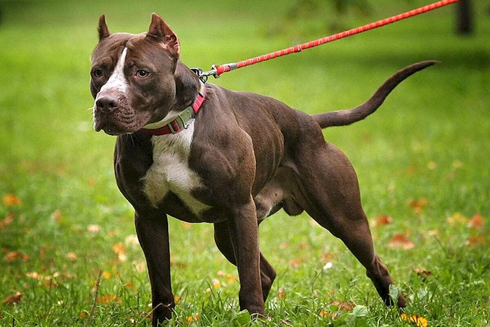 American Pit Bull Terrier