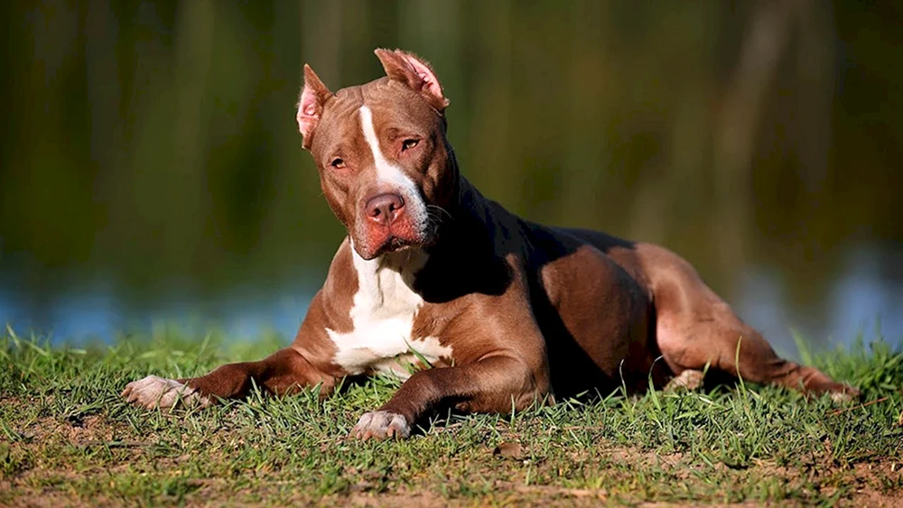 Amerikanischer Pit Bull Terrier