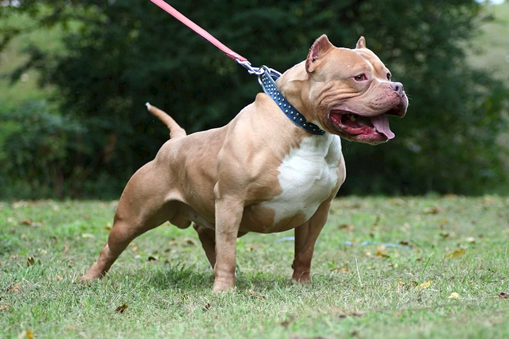 Amerikanischer Pit Bull Terrier