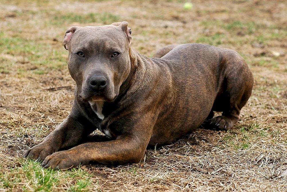 Amerikanischer Pit Bull Terrier