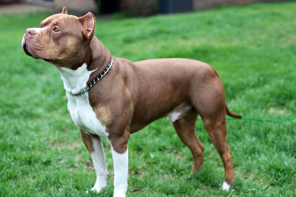 Amerikanischer Pit Bull Terrier