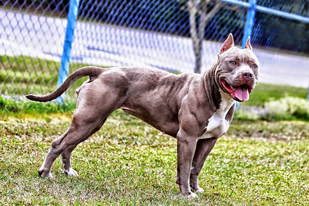 Amerikanischer Pit Bull Terrier