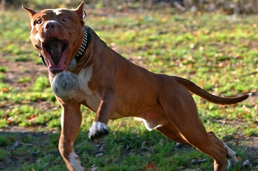 Amerikanischer Staffordshire Terrier