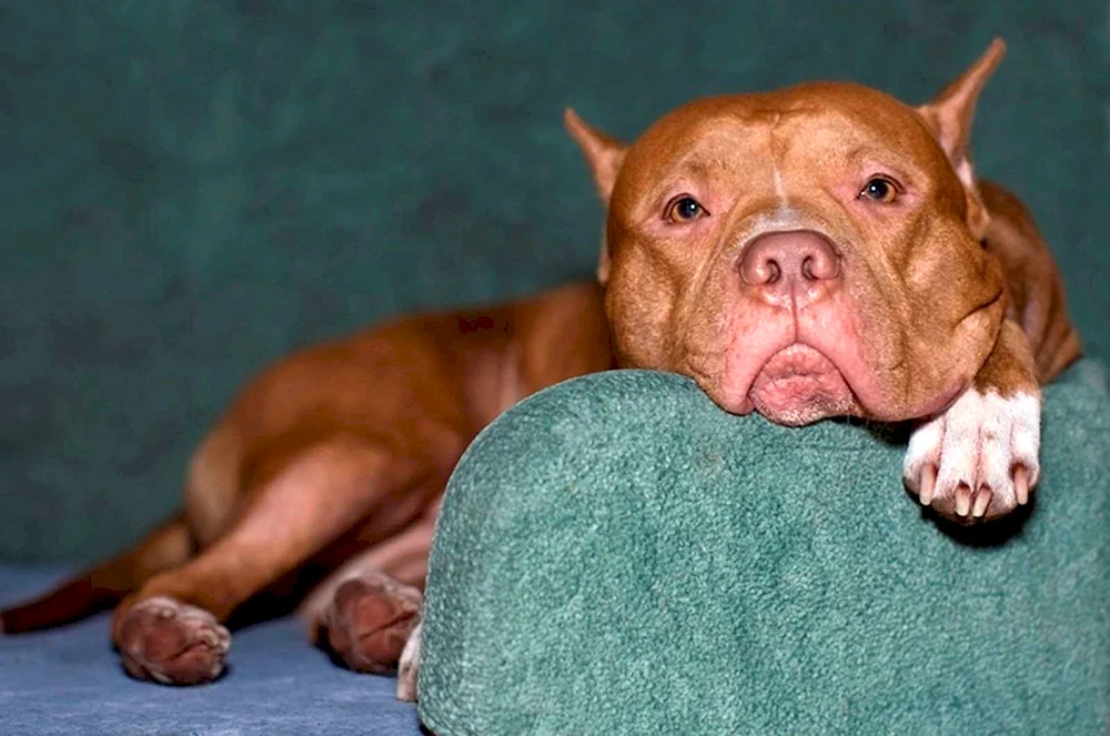 American Pit Bull Terrier
