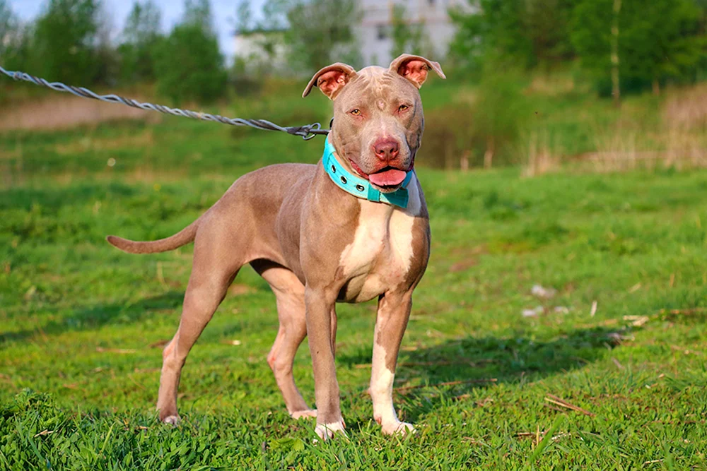 Amerikanischer Pitbull Terrier. Amerikanischer Pitbullterrier
