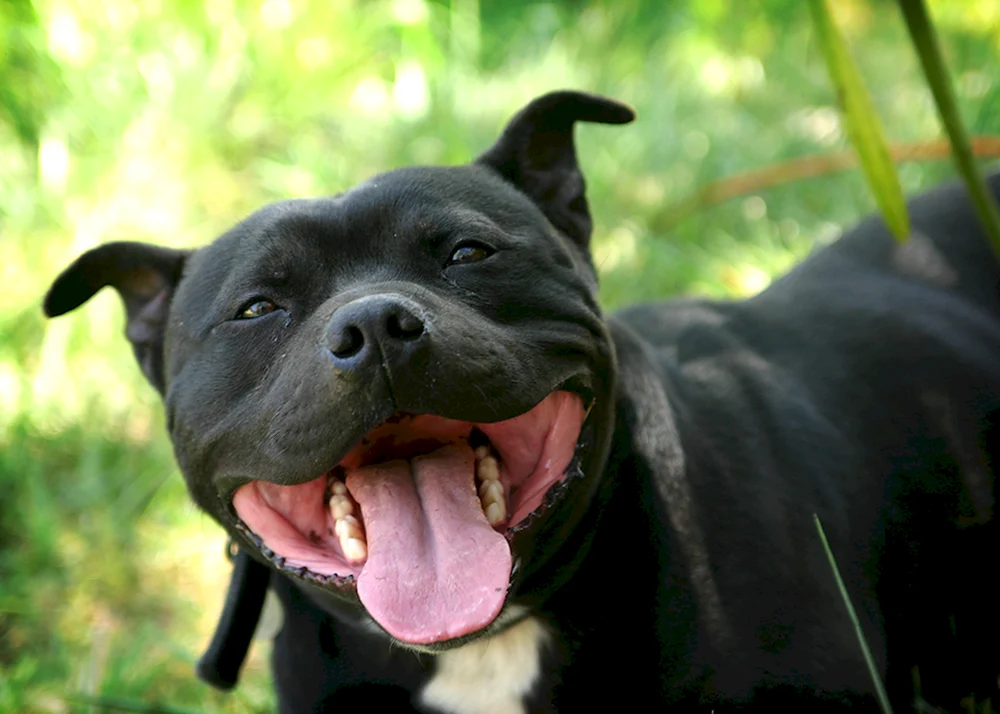 Staffordshire Bullterrier schwarz