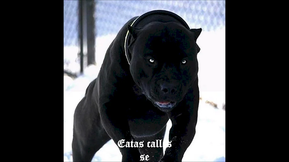 Amerikanischer Pitbull schwarz Amerikanischer Pitbull Terrier schwarz