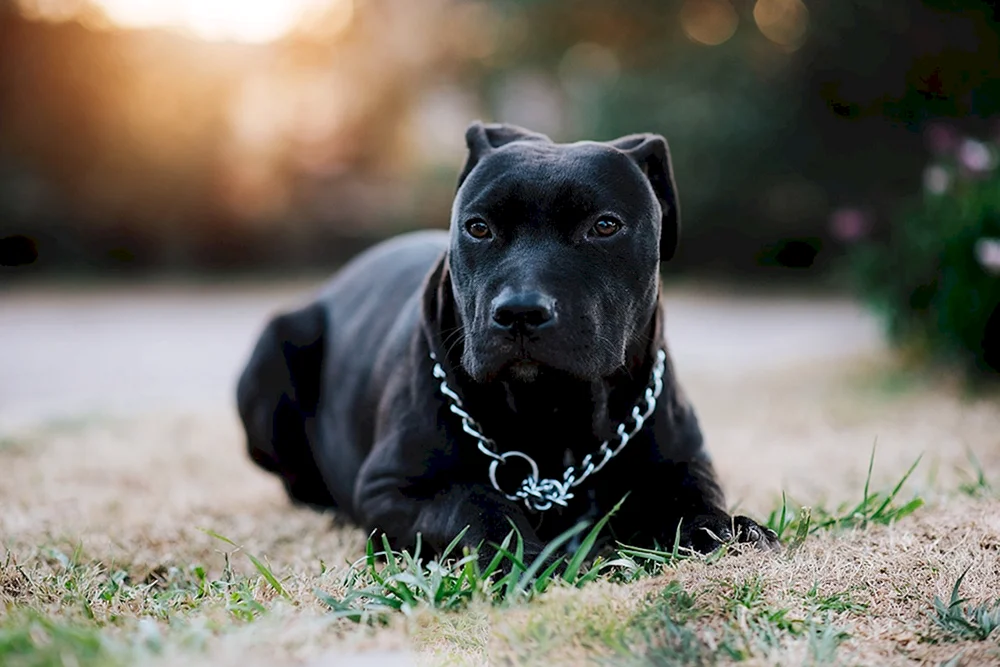 Amerikanischer Pitbull Terrier schwarz