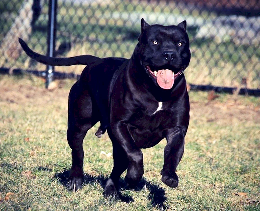Amerikanischer Pit Bull Terrier schwarz
