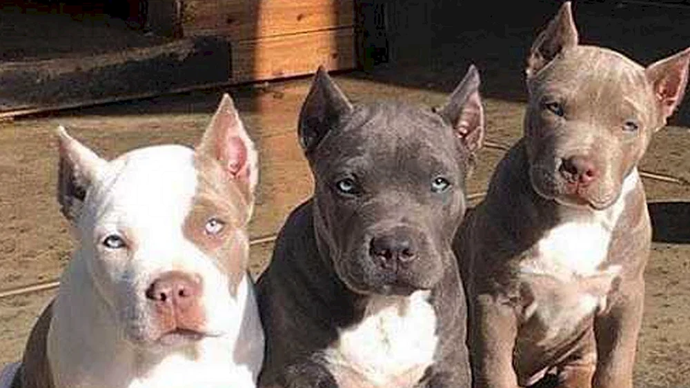 Amerikanischer Pit Bull Terrier und Pit Bull Terrier-Mix