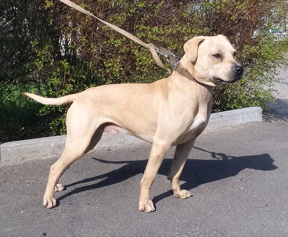 Amerikanischer Pitbull Terrier ungekürzt