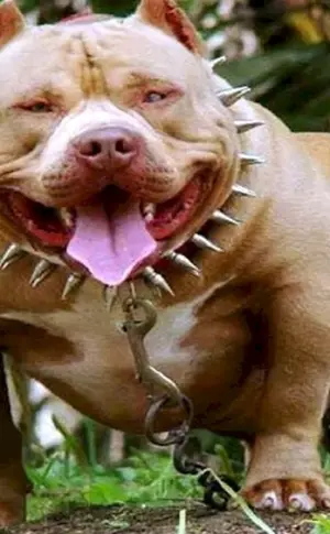 Amerikanischer Pitbull-Terrier ist ein gefährlicher Hund