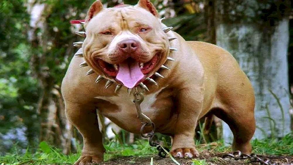 Amerikanischer Pitbull-Terrier ist ein gefährlicher Hund