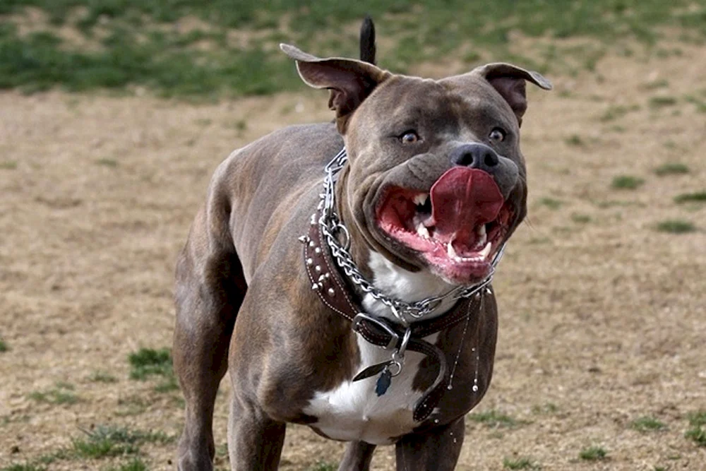 Amerikanischer Pitbull-Terrier ist ein gefährlicher Hund