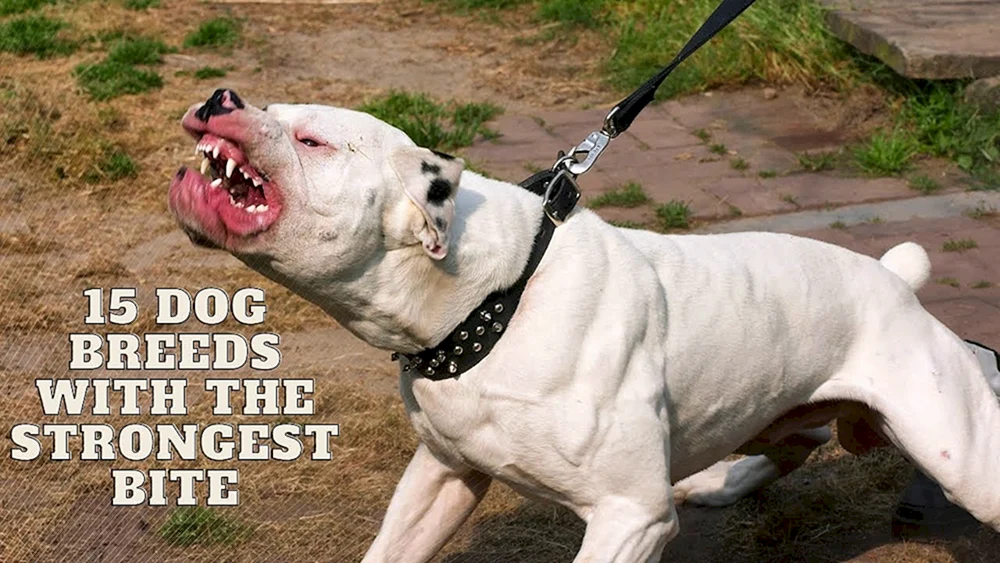 Staffordshire Bullterrier