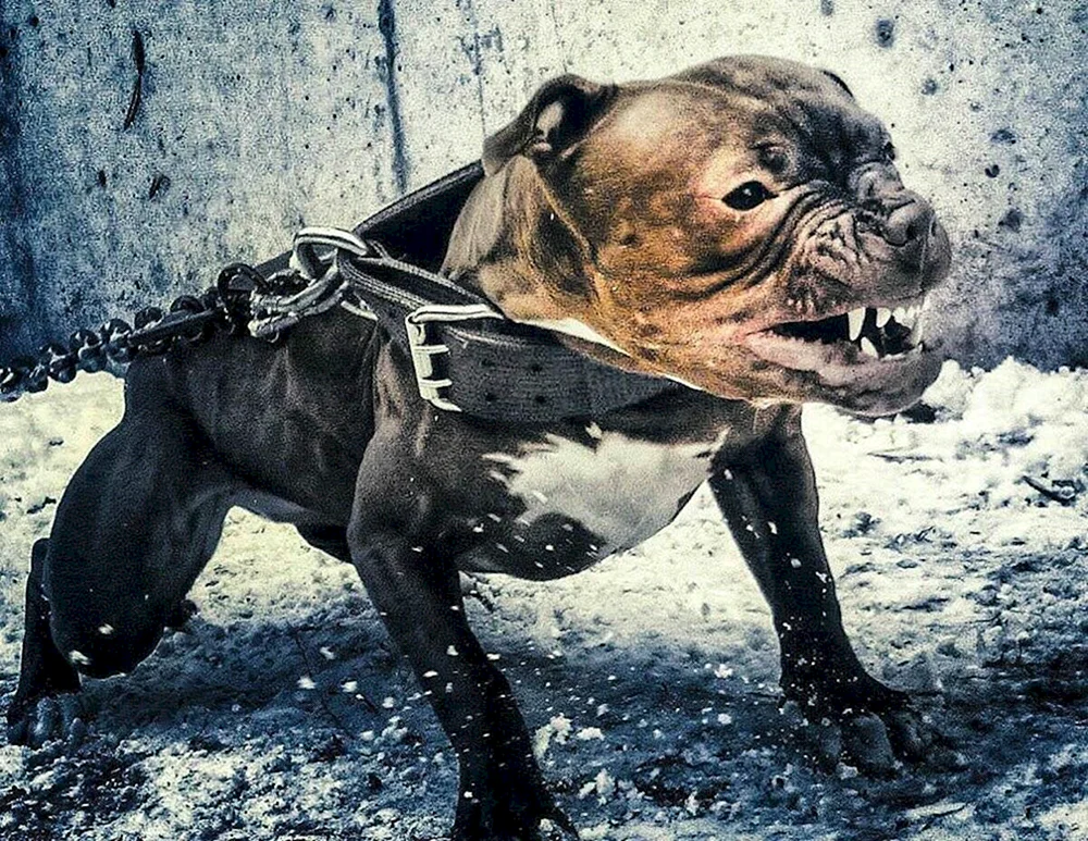 Amerikanischer Pitbull Terrier gefährlicher Hund