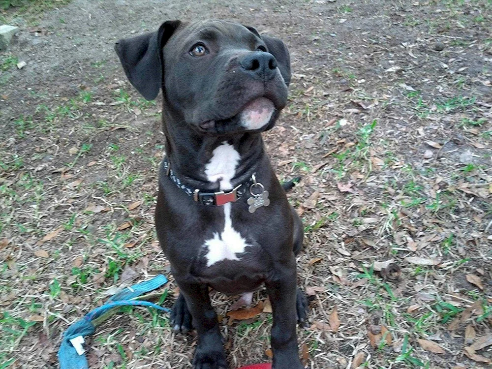 Amerikanischer Staffordshire Terrier métis. Pitbull-Terrier-Mix