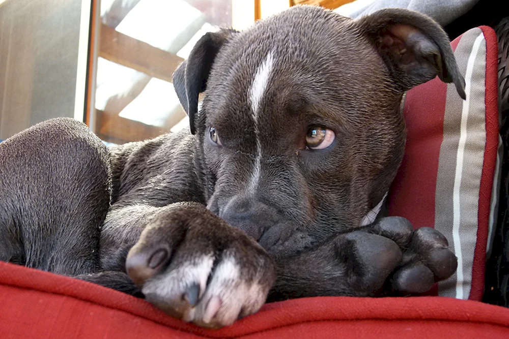 Amerikanischer Pitbull Terrier Welpen