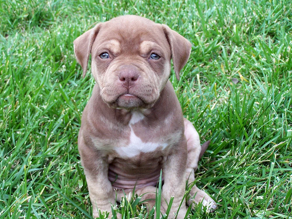 Amerikanischer Pitbull Terrier Welpen