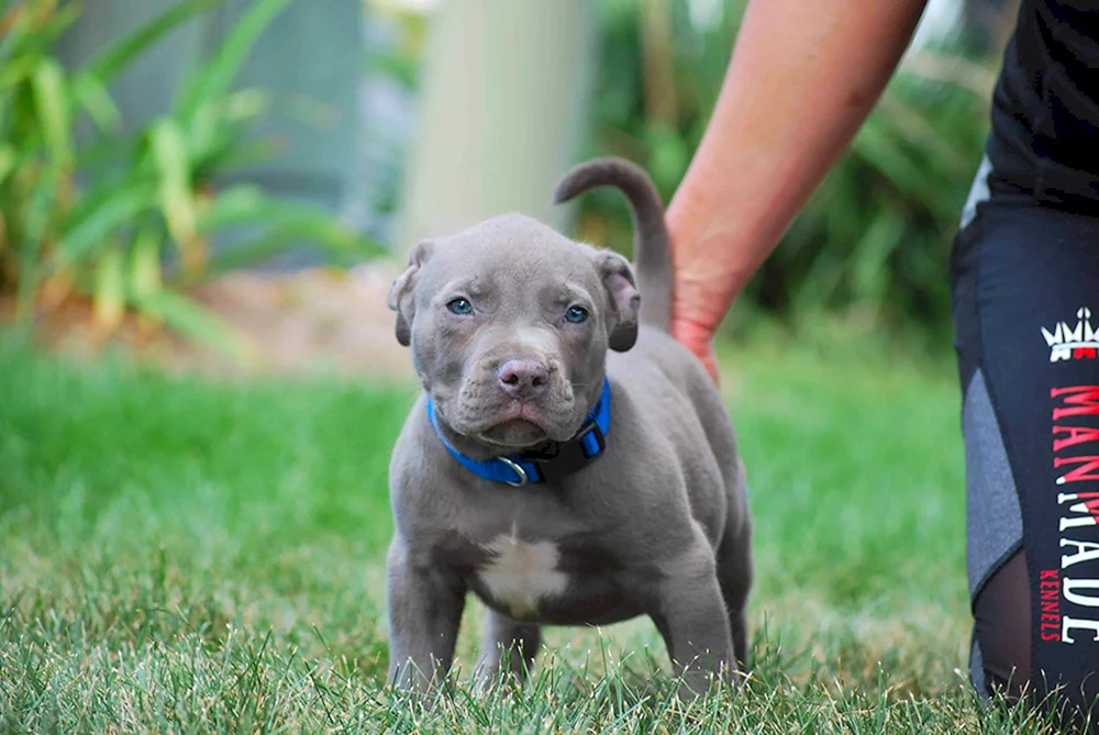 Amerikanische Pitbull Terrier Welpen