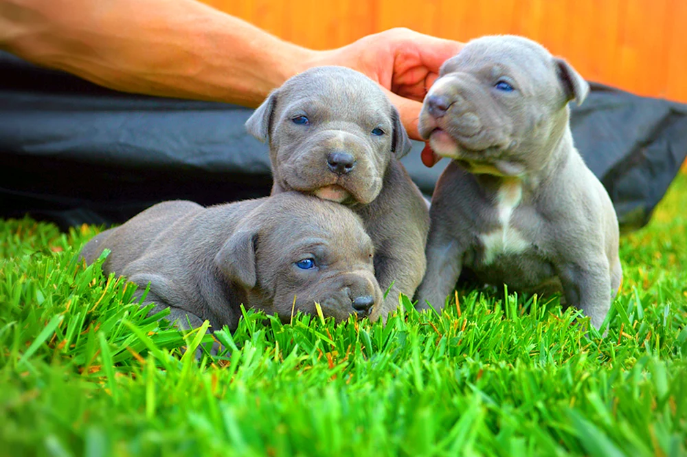 Amerikanische Pitbull Terrier Welpen