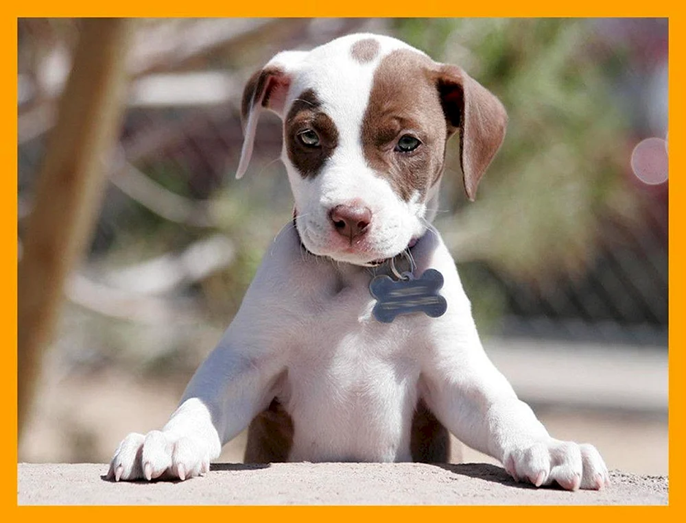 Amerikanische Pitbull Terrier Welpen