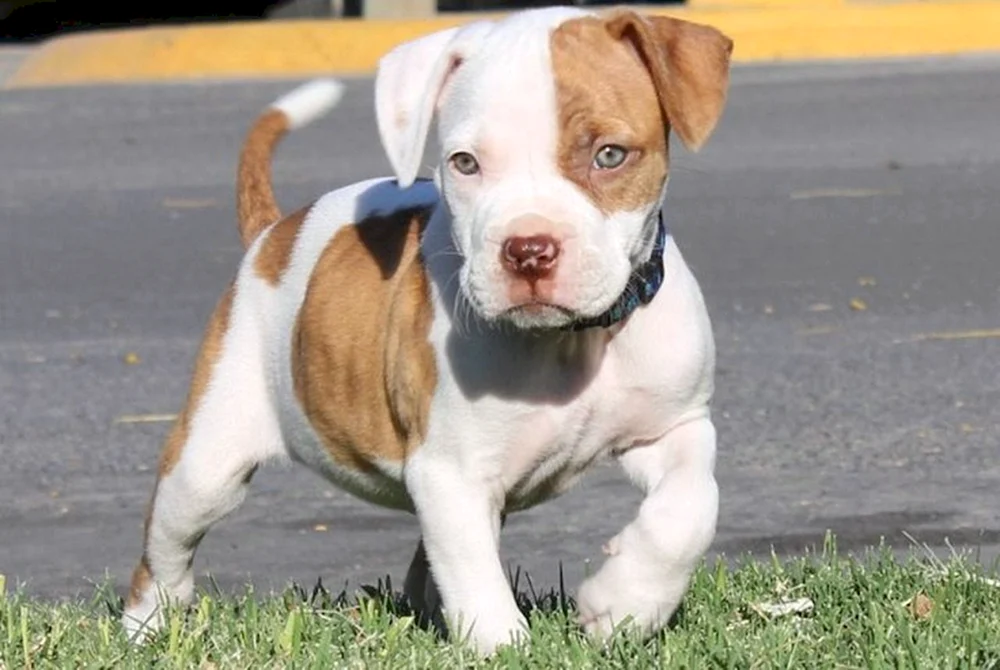 Amerikanische Pitbull Terrier Welpen Pitbull Terrier Welpen