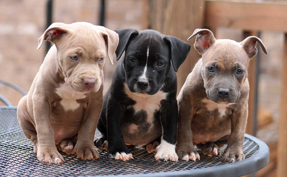 Amerikanischer Pit Bull Terrier Welpen