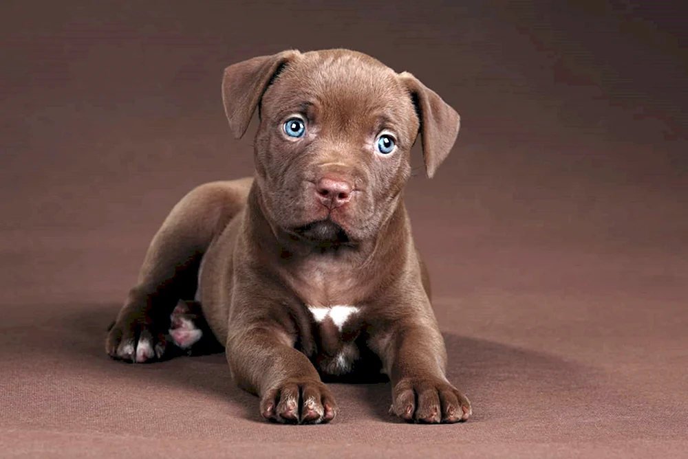 Pit Bull Terrier Pale