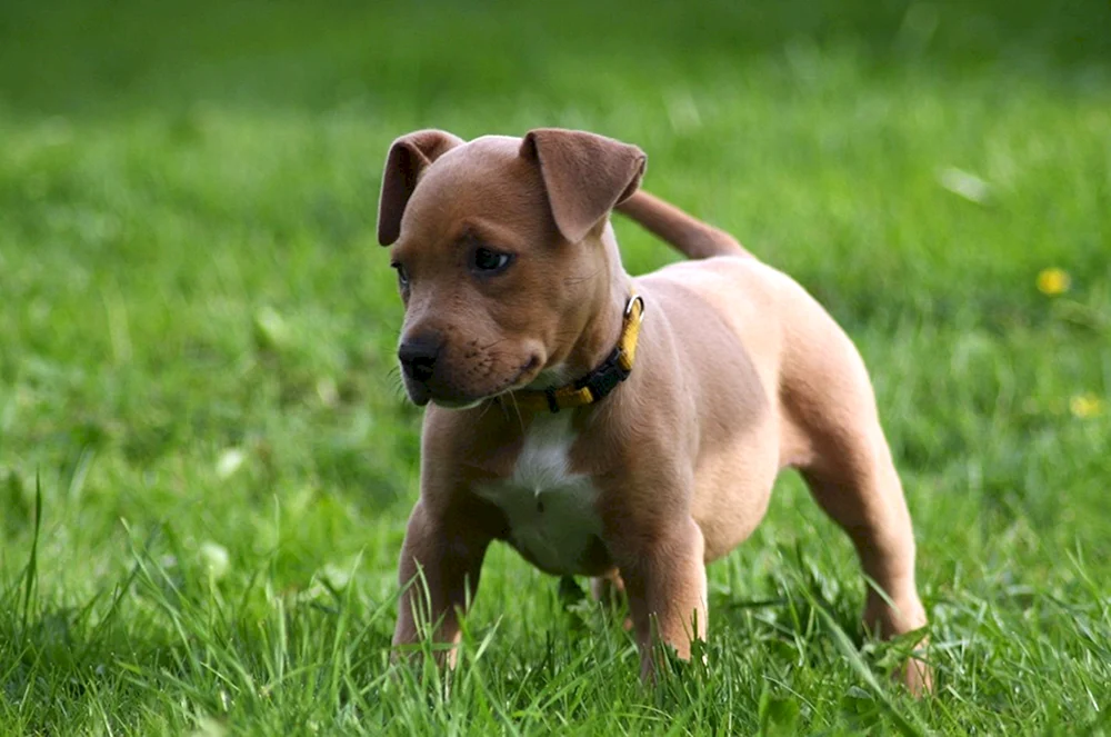 Amerikanischer Pitbullterrier