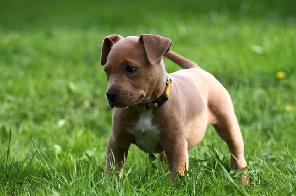 Amerikanischer Pit Bull Terrier Welpen Terrier