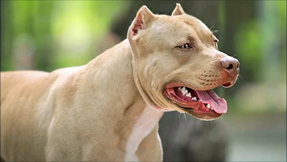 Amerikanischer Tiger Pitbull Terrier