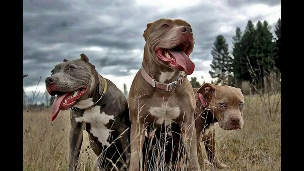 Amerikanischer Pitbull Terrier bösartig