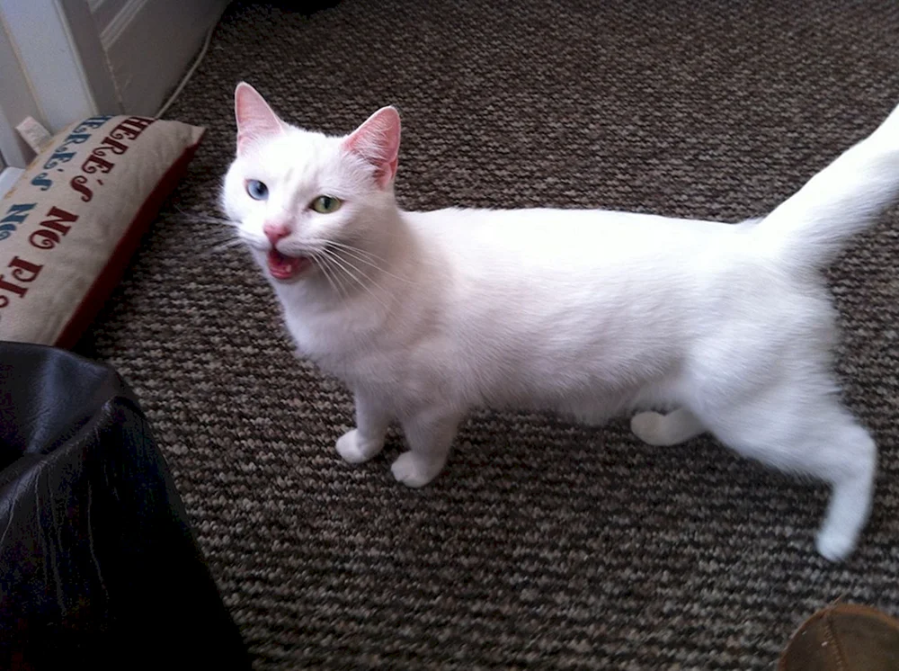 Türkisch. Angora Kurzhaarkatze