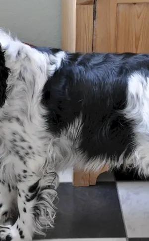Amerikanischer Springerspaniel