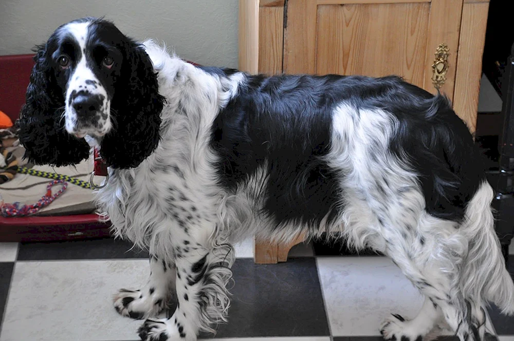 Cocker spaniel Russische Jagd