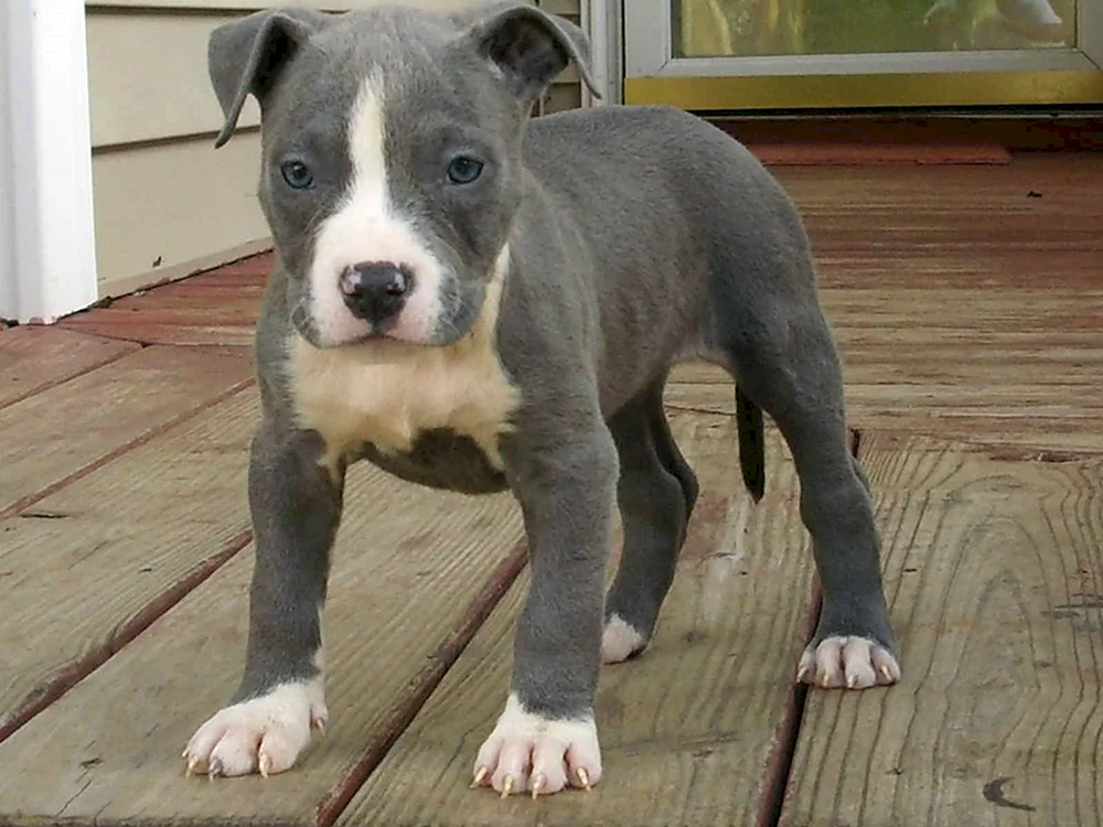 Stafford Hund