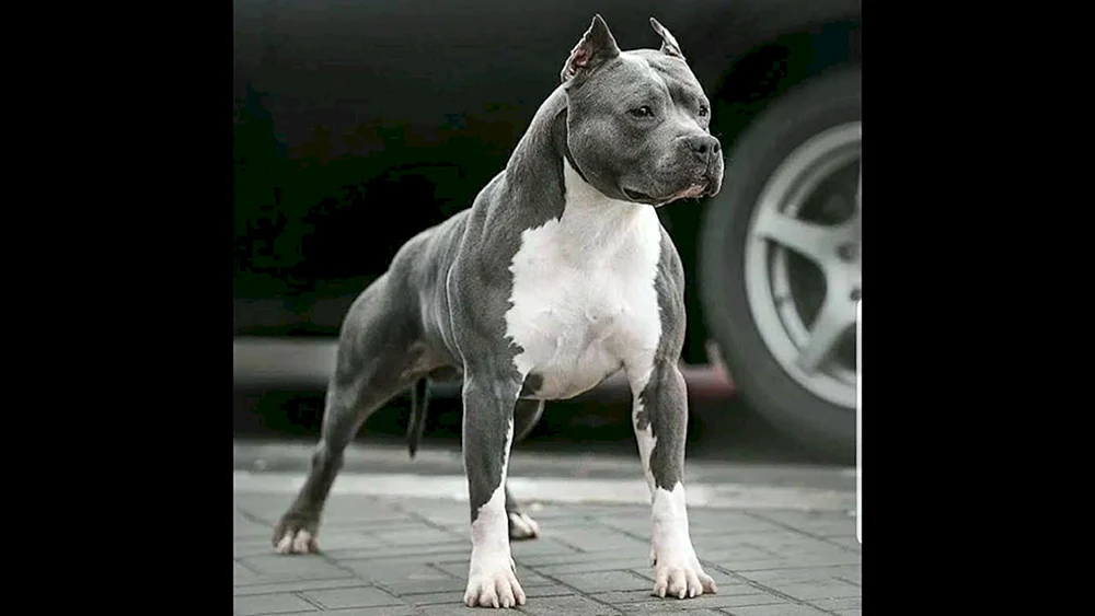 Amerikanischer Staffordshire Terrier Bullie