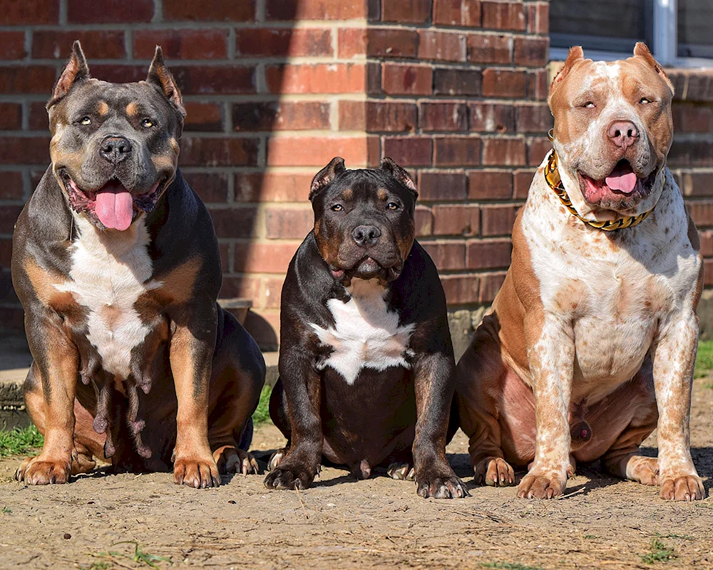Amerikanischer Bullie