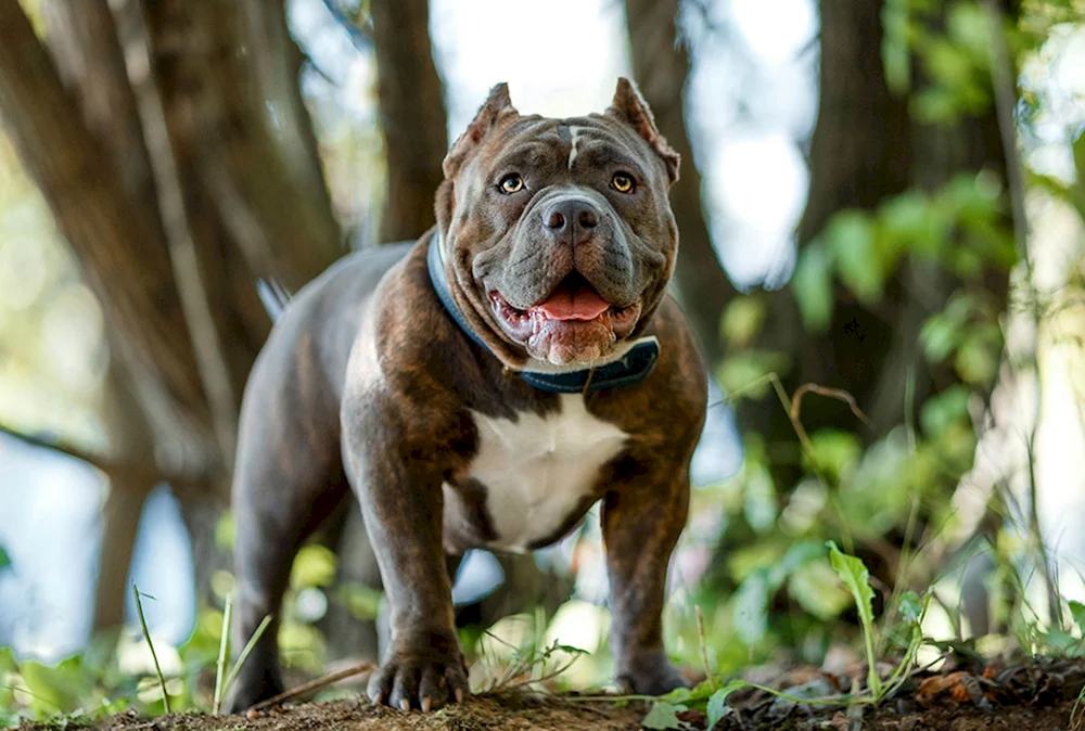Amerikanischer Staffordshire Bullie