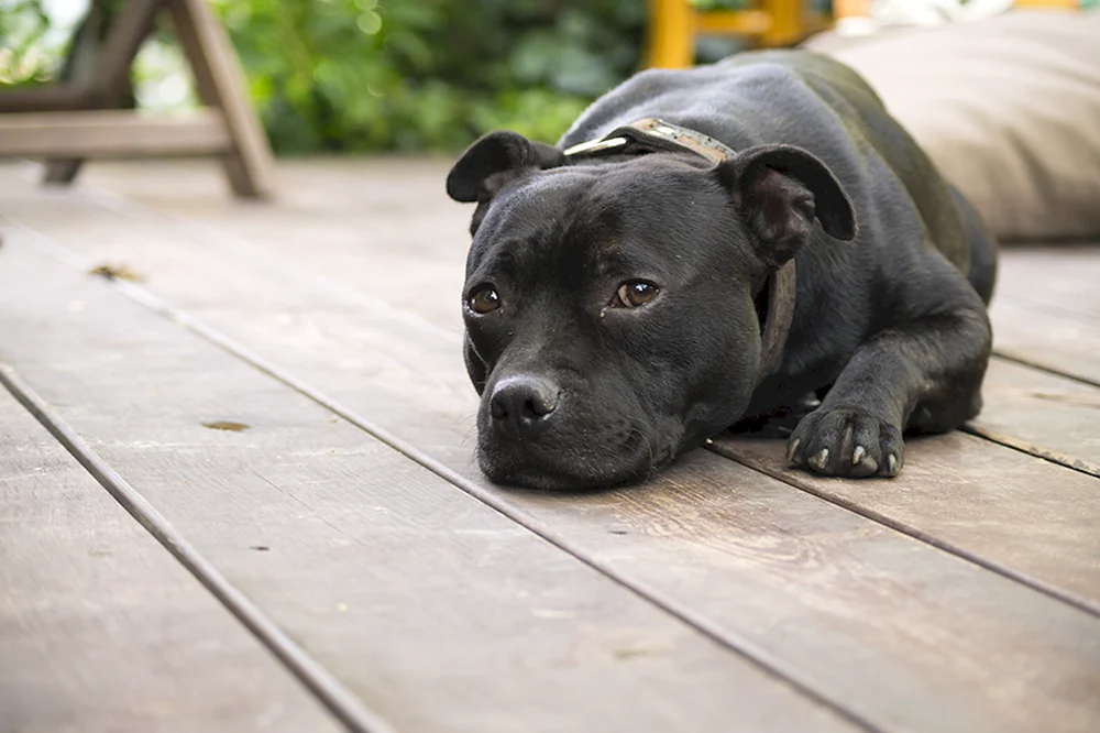 Amerikanischer Staffordshire Terrier schwarz