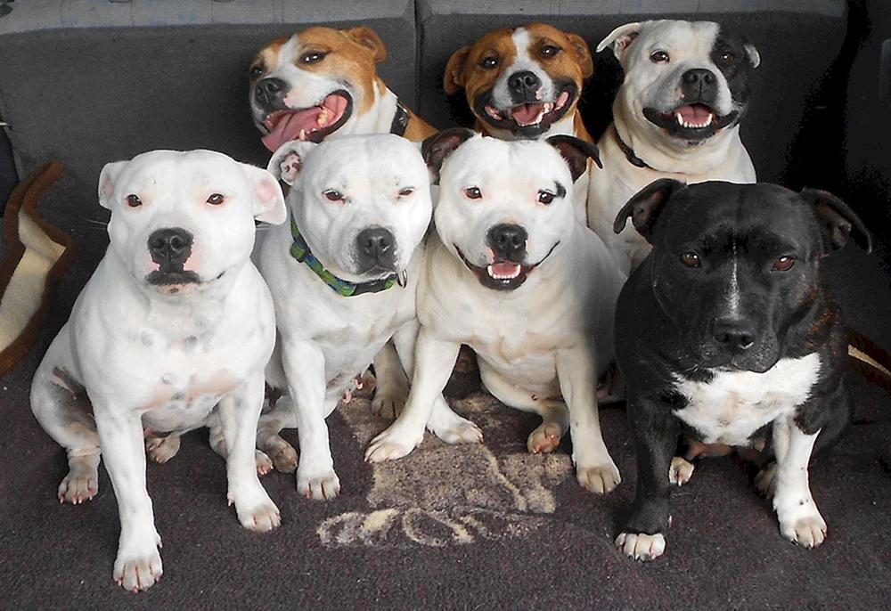 Amerikanischer Staffordshire Terrier weiß
