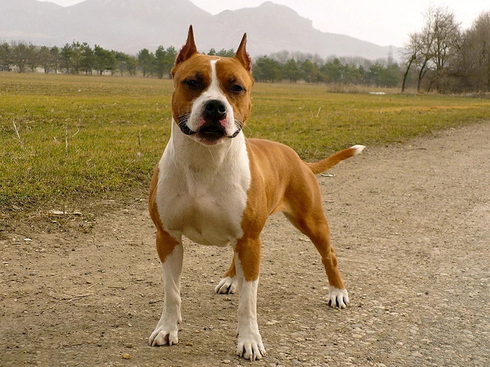 Staffordshire Terrier amstaff