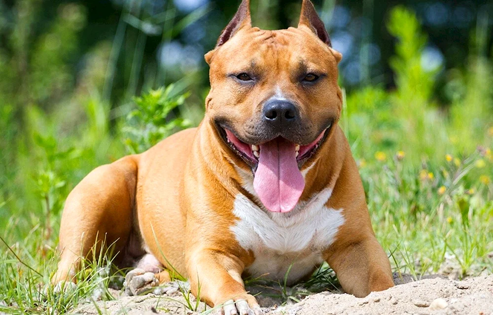 Amerikanischer Staffordshire Terrier