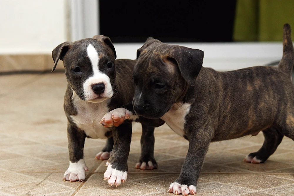 Amstaff Terrier