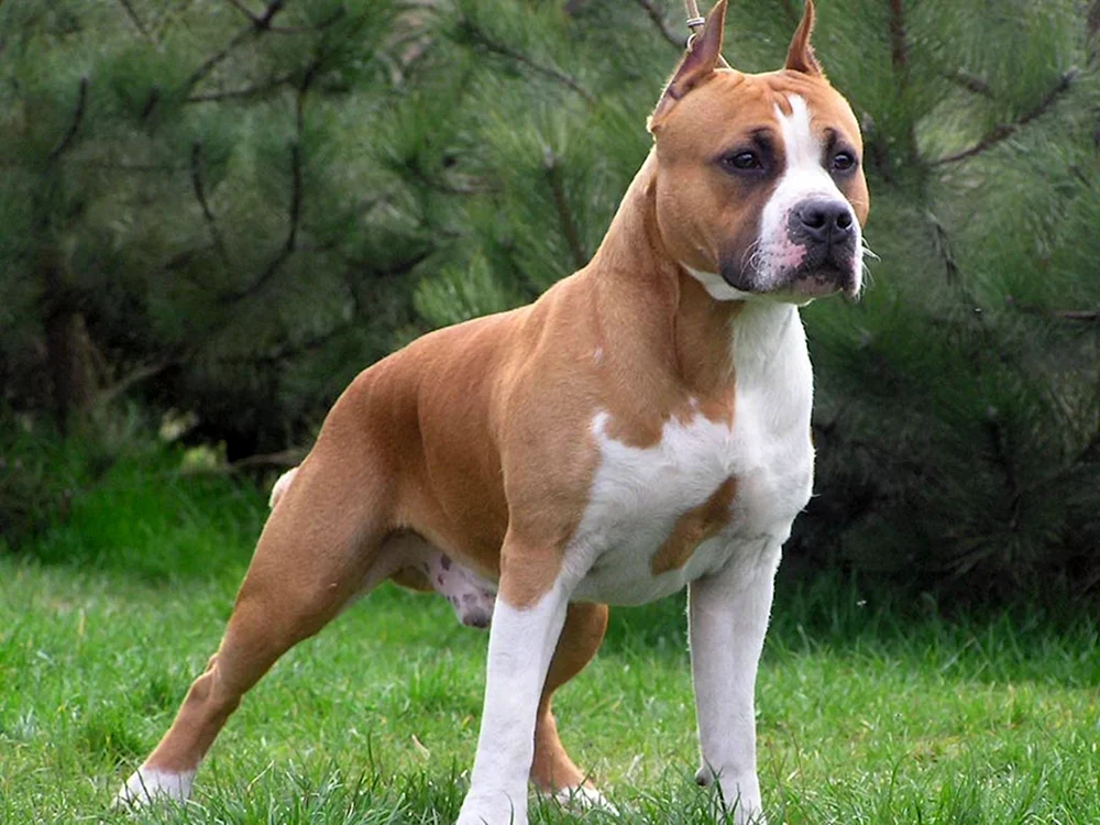 Argentinischer Staffordshire Terrier