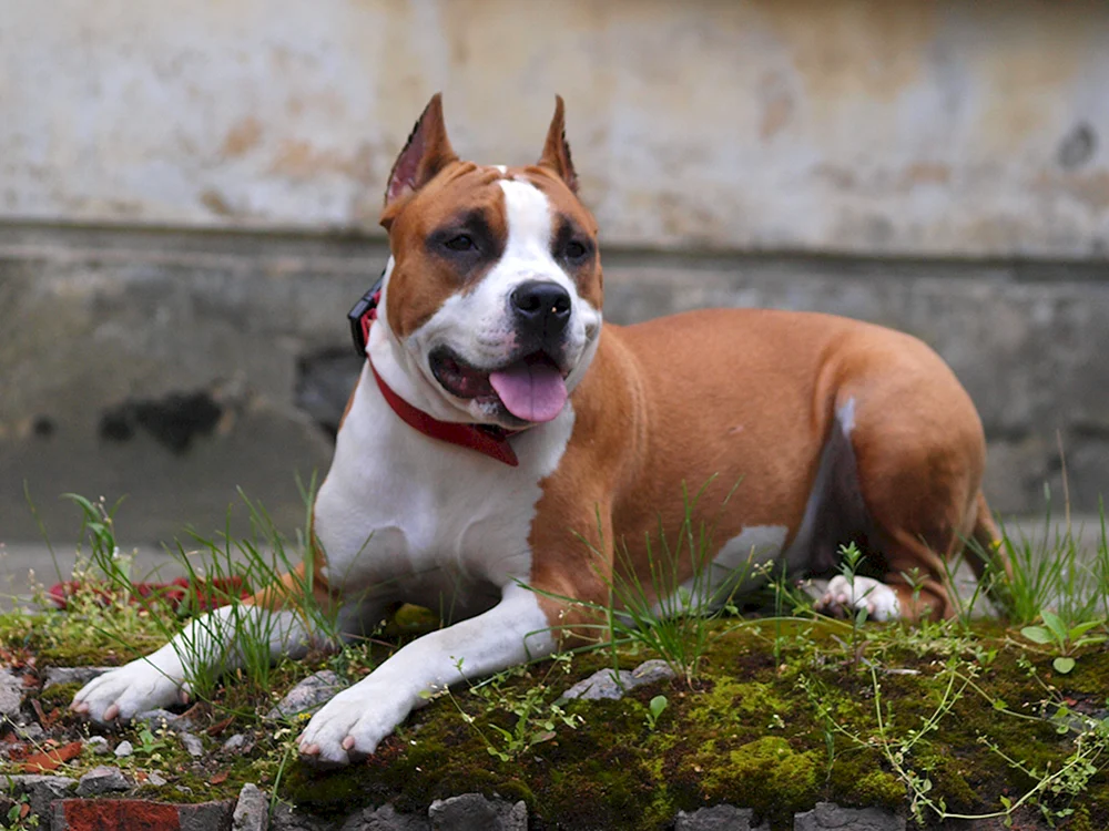 Amstaff Blue