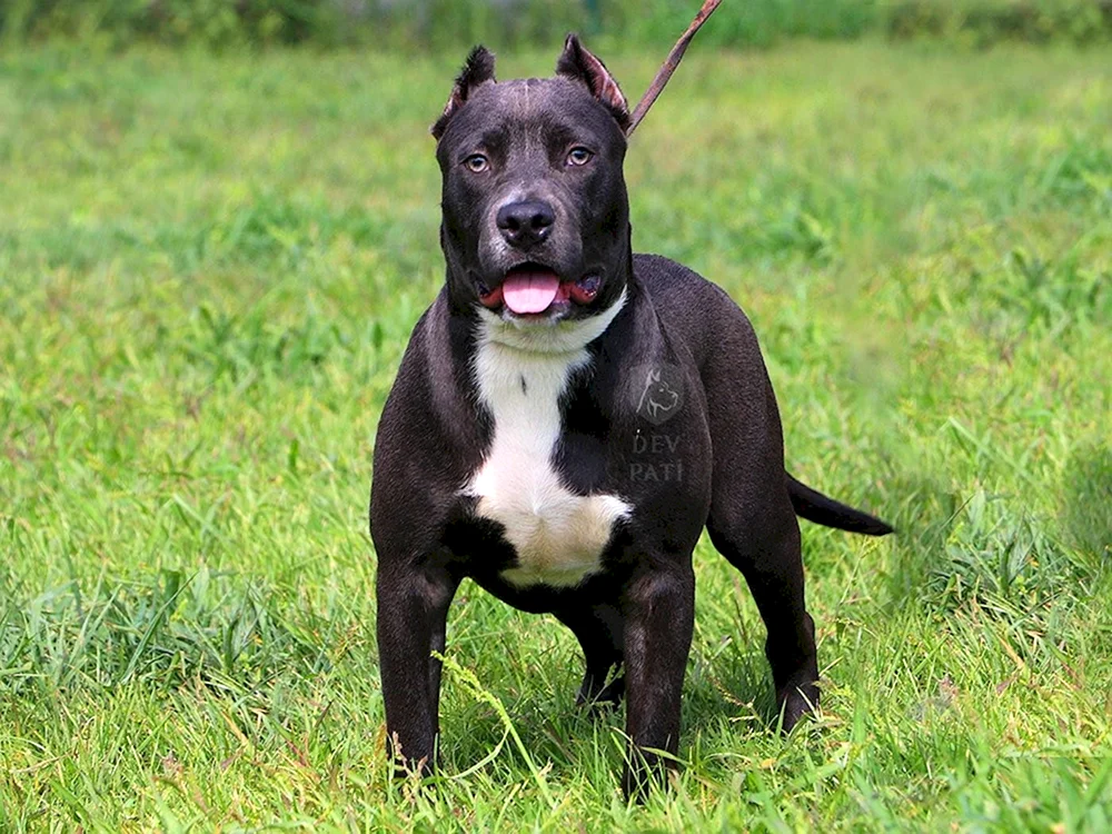 Amerikanischer Staffordshire Bullterrier