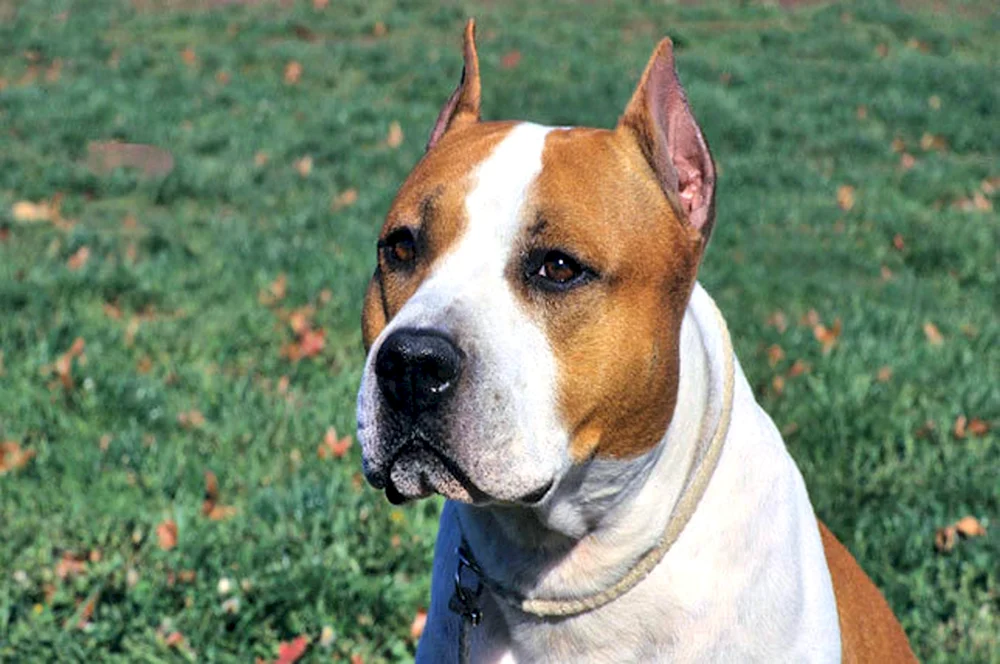 Amerikanischer Staffordshire Terrier